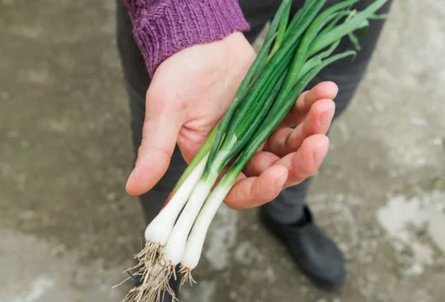 Jak uprawiać cebulę dymkę: proste sposoby na zdrowe plony
